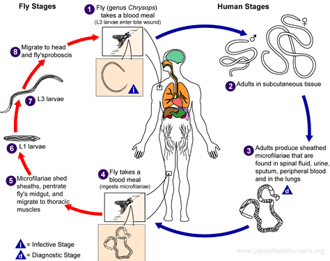Figure: Loa loa life cycle.